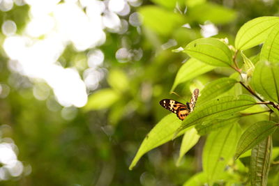 Close-up of butterfly on plant