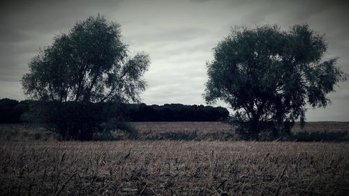 Trees on field against sky