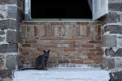 Cat sitting on brick wall