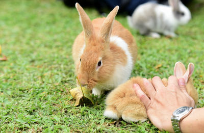 Close-up of hand holding squirrel outdoors