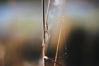 Close-up of wet spider web against sky