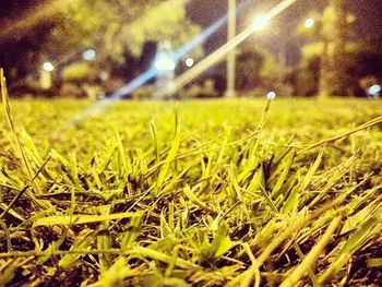Grass growing on grassy field