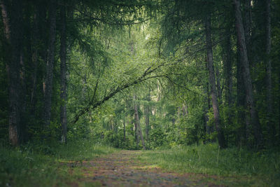 Scenic view of forest