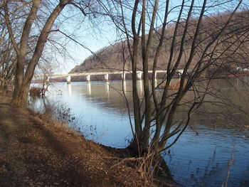 Reflection of bare trees in lake