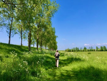 Rear view of man walking on field along line of trees against sky