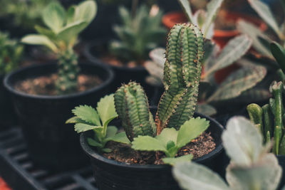 High angle view of potted plants