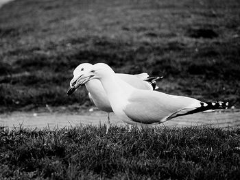 Bird on grass