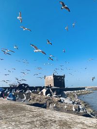 Birds flying over sea against sky