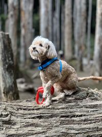 Portrait of dog on field