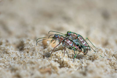 Close-up of insect on rock