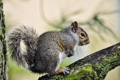 Close-up of squirrel on rock