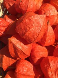 Close-up of red leaves