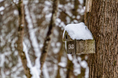 Close-up of snow covered tree trunk