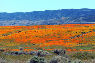 Scenic view of field against sky during autumn