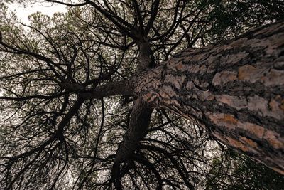 Low angle view of bare tree against sky