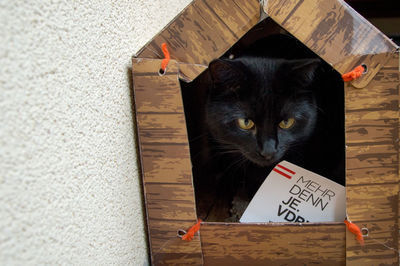 Cat on wall