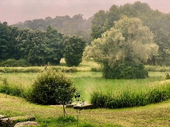 Scenic view of field against trees