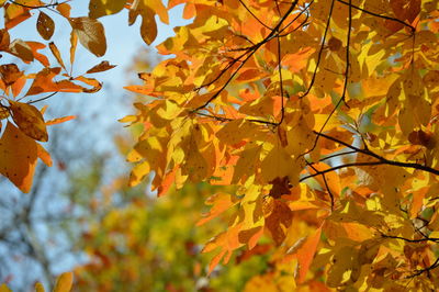 Low angle view of autumn leaves