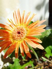 Close-up of flower against blurred background