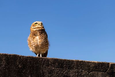 Low angle view of eagle perching on the wall