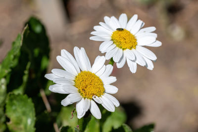 Close-up of white daisy flower