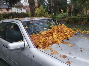 Autumn leaves on street in city