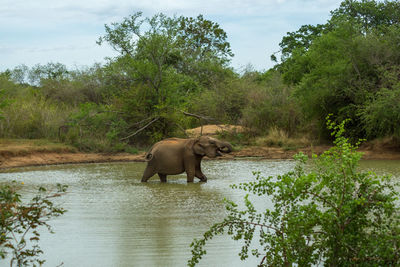 Baby elephant in the river, udawalawe national park, sri lanka