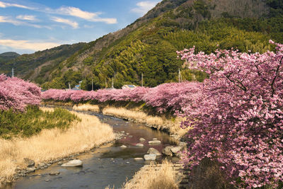 Cherry blossom avenue of ealry-blooming kawazu cherry