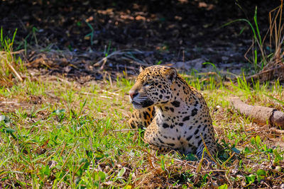 Tiger in a field