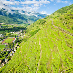 Scenic view of agricultural field