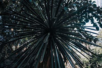 Low angle view of palm trees in forest