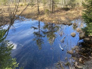 Reflection of trees in lake