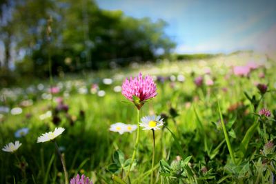 Close-up of pink flowers blooming in field