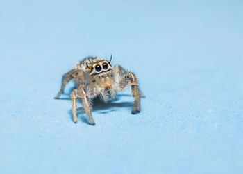 Close-up of spider