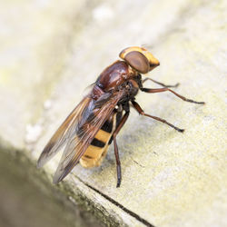 Close-up of insect