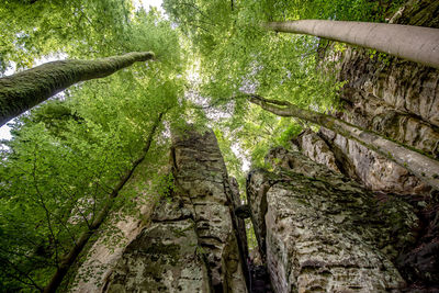 Low angle view of trees in forest