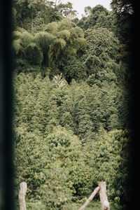 Trees in forest
