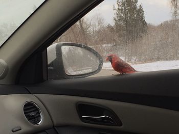 Reflection of car on side-view mirror