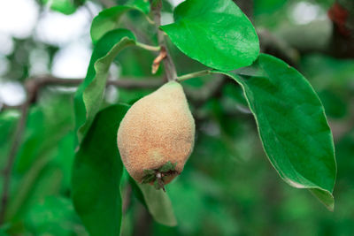 Close-up of fresh fruits hanging on tree