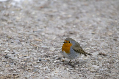 Close-up of bird perching on ground