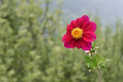 Close-up of red flower