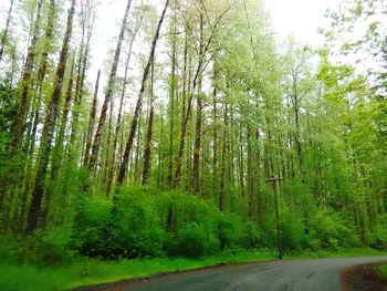 Road passing through forest