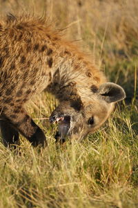 animal