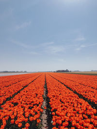 Red tulips on field against sky