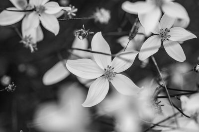 Close-up of blooming outdoors
