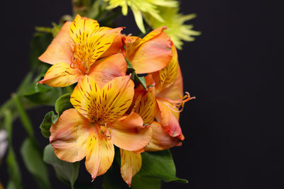 Close-up of yellow flower against black background
