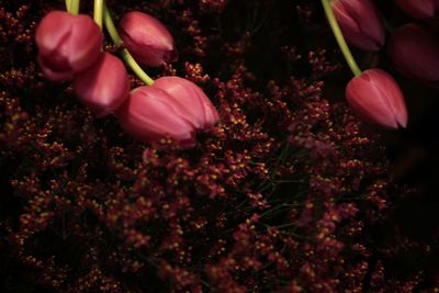 Close-up of pink flowering plants in park