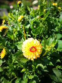 Close-up of yellow flowers blooming outdoors