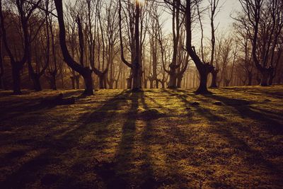 Bare trees on field against sky