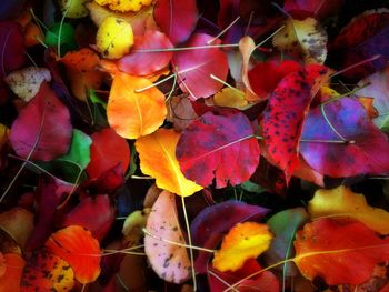 Full frame shot of autumn leaves